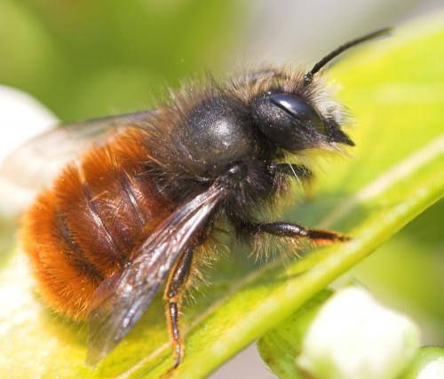 Osmia cornuta