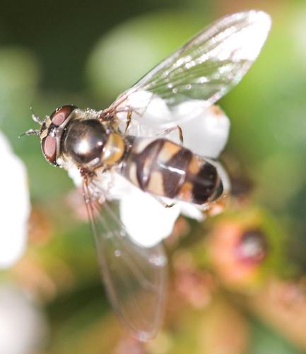 Meliscaeva auricollis