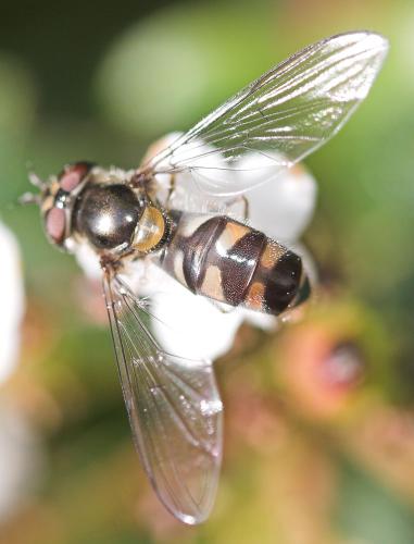 Meliscaeva auricollis