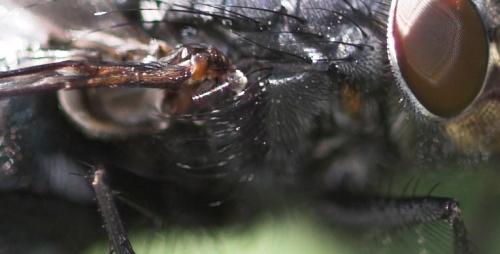 Calliphora vicina