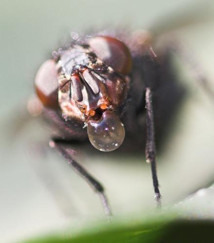 Calliphora vicina