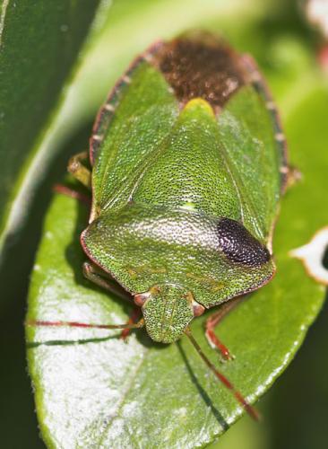 Palomena prasina