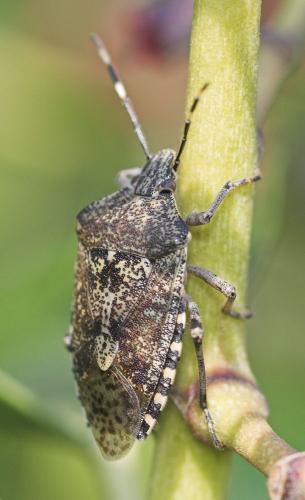 Réf. 17 382 : Rhaphigaster nebulosa