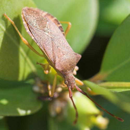 Gonocerus acuteangulatus