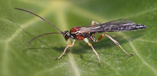 Tromatobia sp.