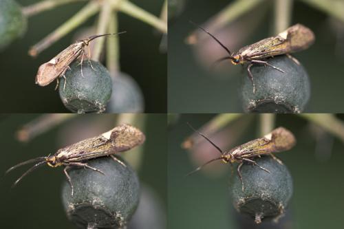 Esperia sulphurella