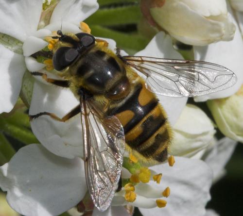 Réf. 17 586 : Myathropa florea