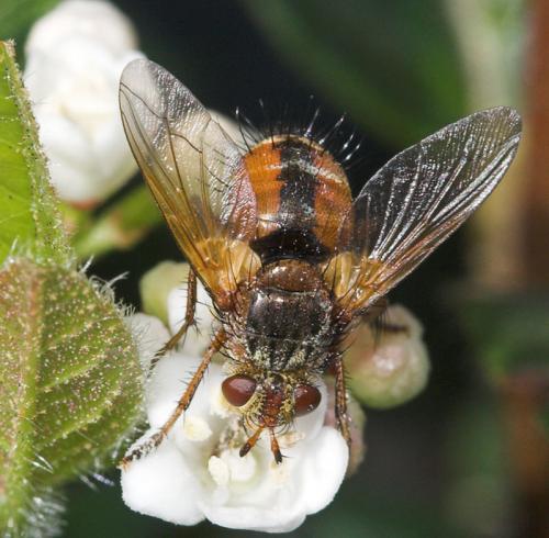 Tachina fera