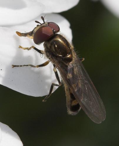 Réf. 17 585 : Platycheirus scutatus