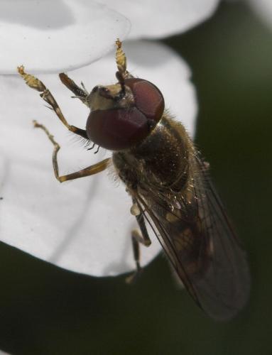 Réf. 17 605 : Platycheirus scutatus