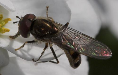 Réf. 17 606 : Platycheirus scutatus