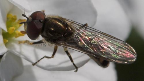 Réf. 17 607 : Platycheirus scutatus
