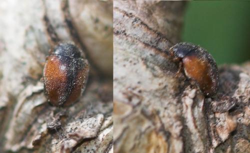 Réf. 17 584 : Scymnus suturalis