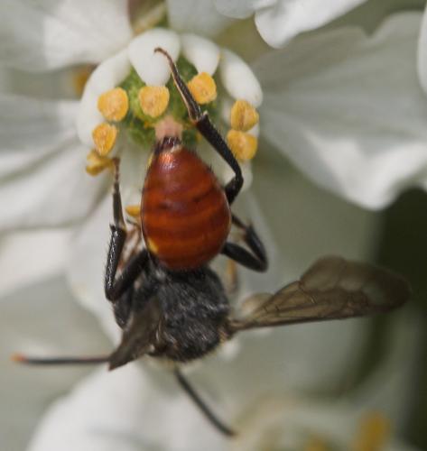 Nomada sp.