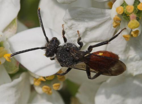 Réf. 17 616 : Nomada fabriciana