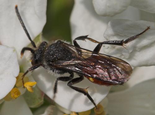 Réf. 17 663 : Nomada sp.