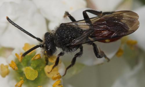 Réf. 17 664 : Nomada sp.