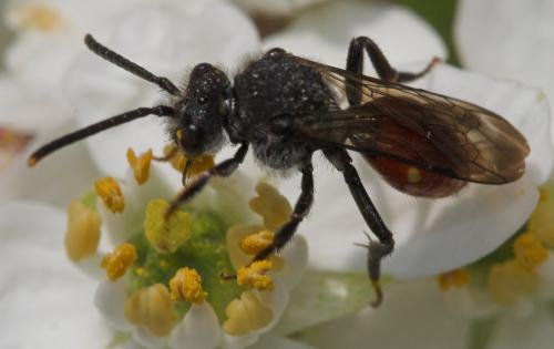 Réf. 17 665 : Nomada sp.