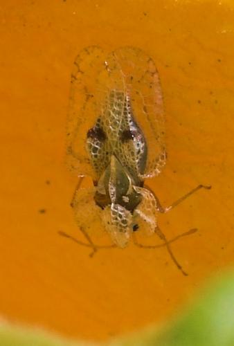 Corythucha ciliata