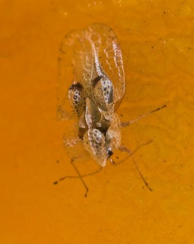 Corythucha ciliata