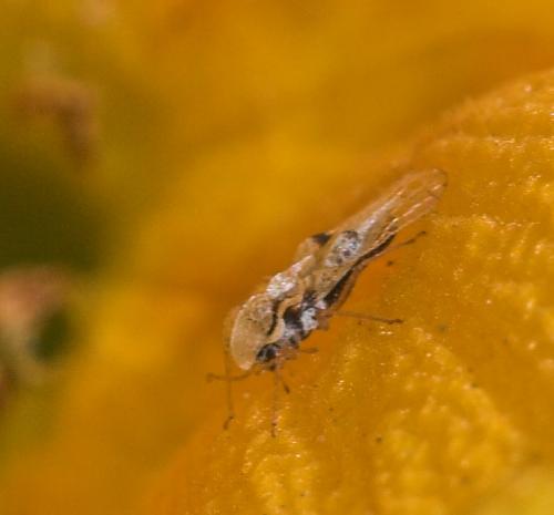 Corythucha ciliata