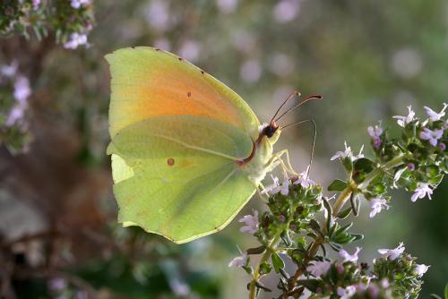Réf. 17 894 : Gonepteryx cleopatra