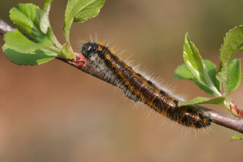 Aporia crataegi
