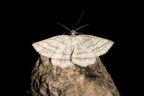 Perconia strigillaria
