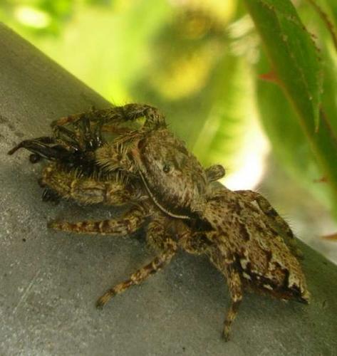 Marpissa muscosa