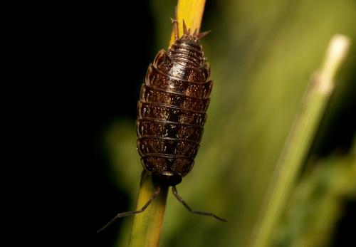 Philoscia muscorum