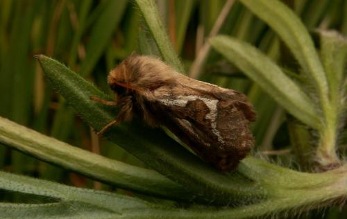 Pharmacis lupulina