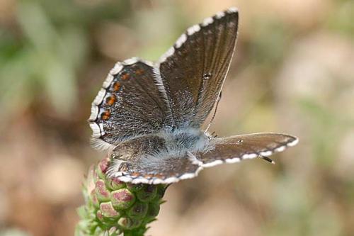 Polyommatus bellargus