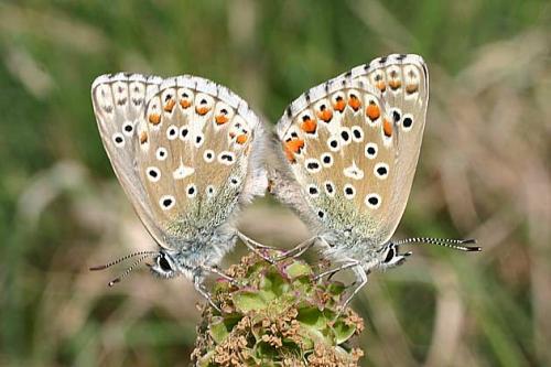 Polyommatus bellargus