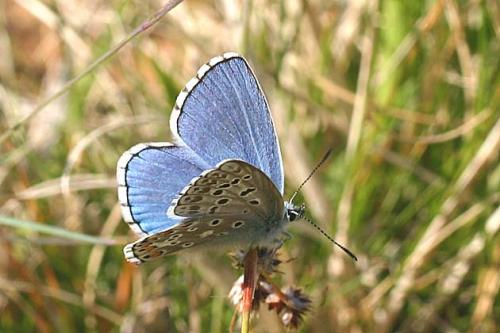 photo de papillon