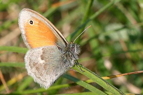 photo de papillon