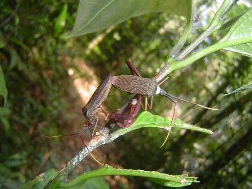 Acanthocephala sp.