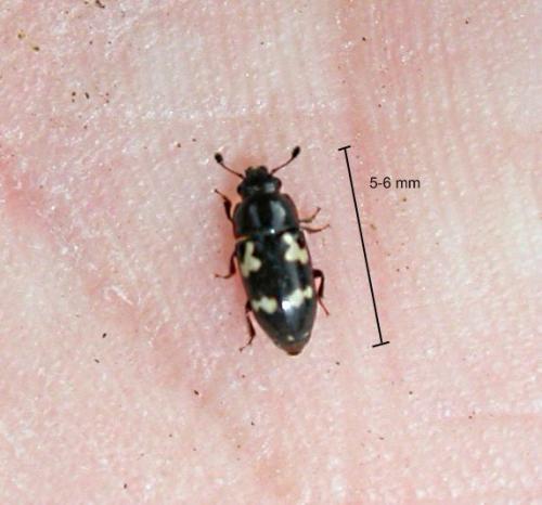Glischrochilus quadriguttatus