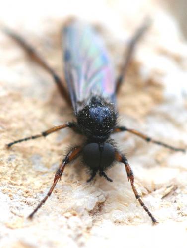 Bibio sp.