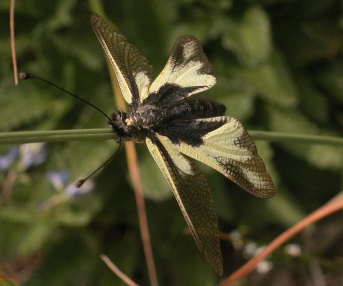 Réf. 17 458 : Libelloides coccajus