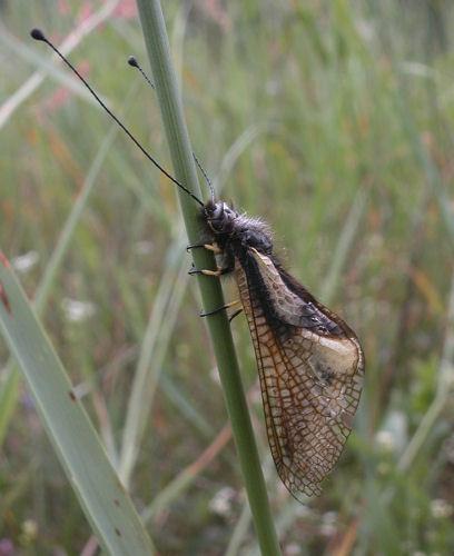 Réf. 17 460 : Libelloides coccajus