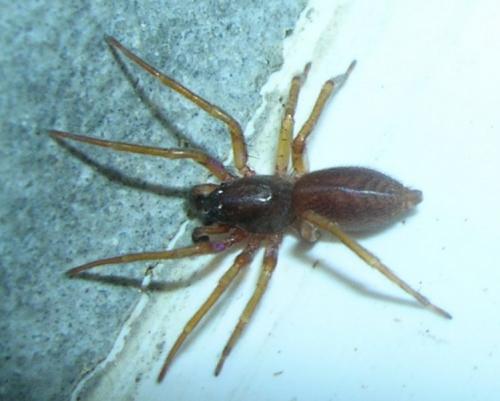 Clubiona sp.