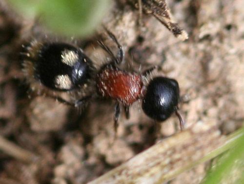 Blakeius bipunctatus