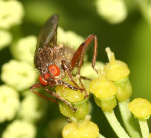 Scathophaga sp.