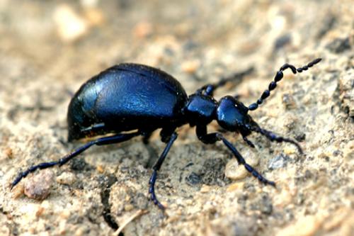 Meloe sp.