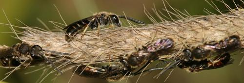 Lasioglossum malachurum