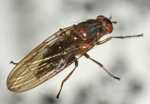 Dryomyza flaveola