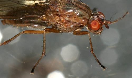 Dryomyza flaveola