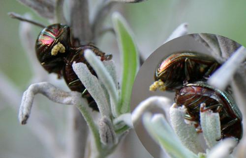Chrysolina americana