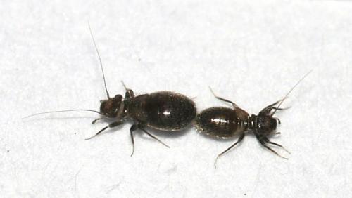 Lepinotus sp.