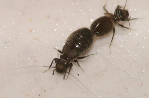 Lepinotus sp.